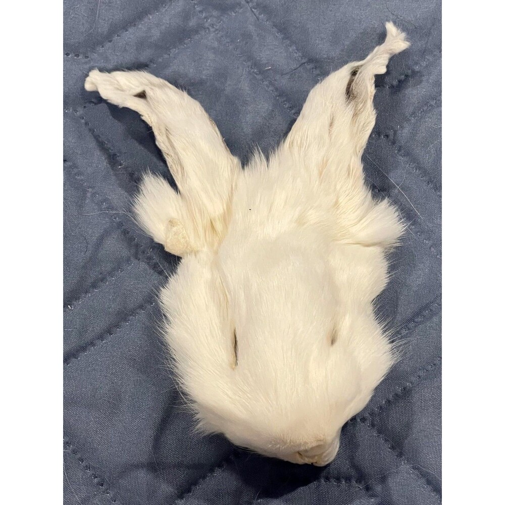 Genuine White Rabbit Face Cream Pelt Real Fur Taxidermy Oddities Curios Craft